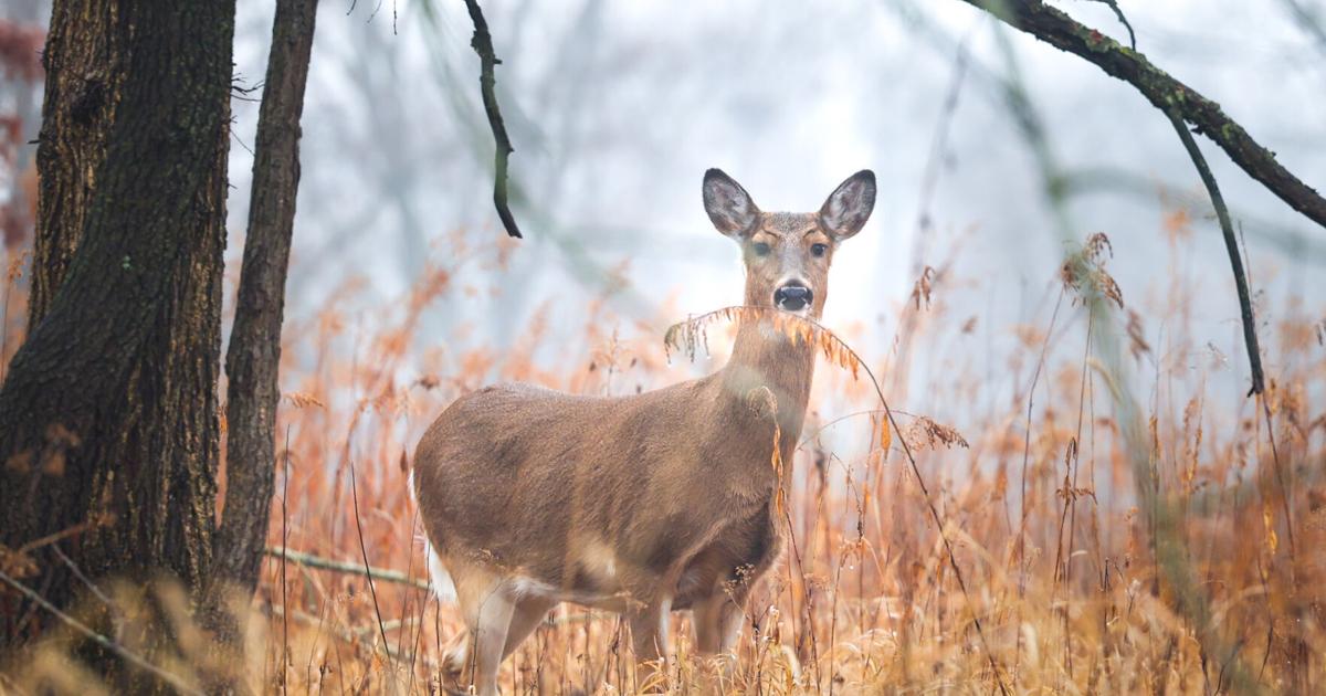 High School Girls’ Teams Named After Male Animals Ignite Debate