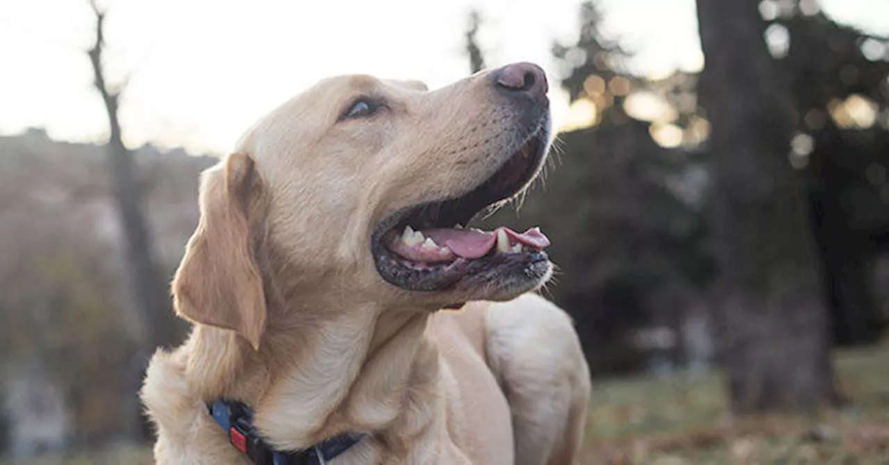 Service Dog Saves Veteran from Potential Stroke Crisis